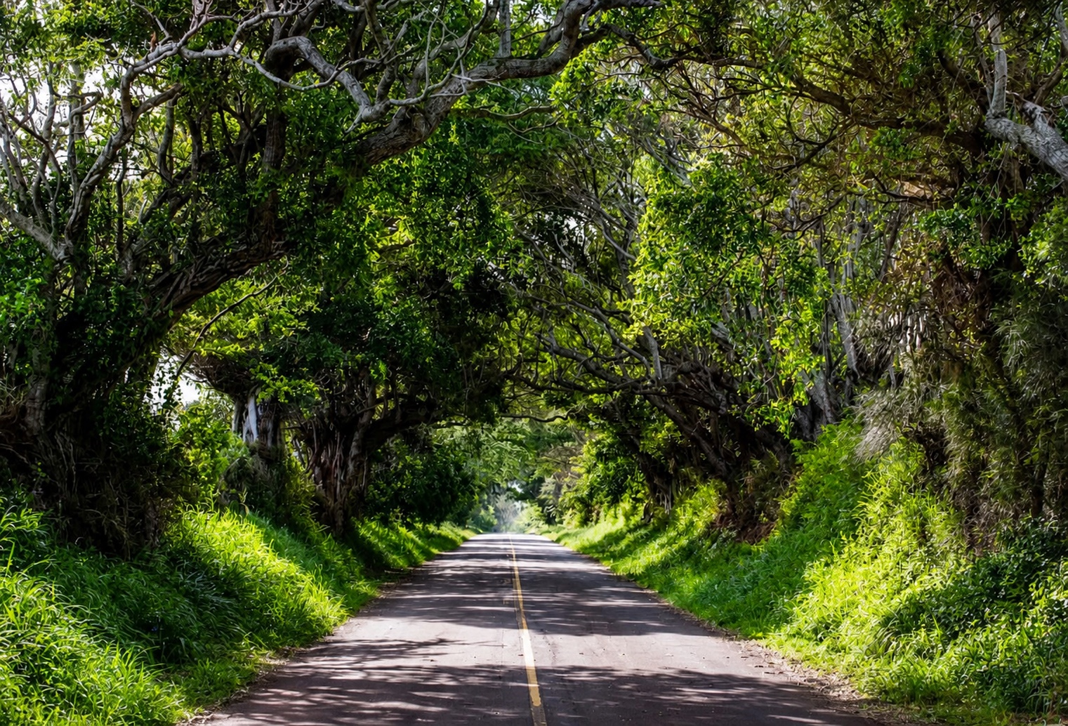 Holomua Road passing beneath a canopy of mature trees